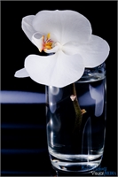 orchidee-glas-1