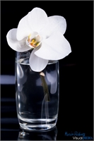 orchidee-glas-2