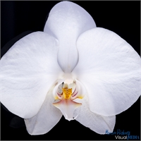 orchidee-schwarz-3